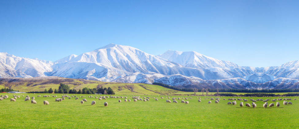 Leading importer of Quality New Zealand and Australian lamb, goat and mutton.